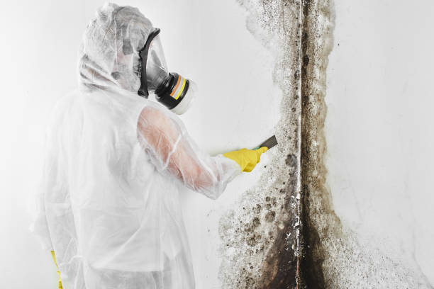 Best Bathroom Mold Remediation in Ashland, NJ