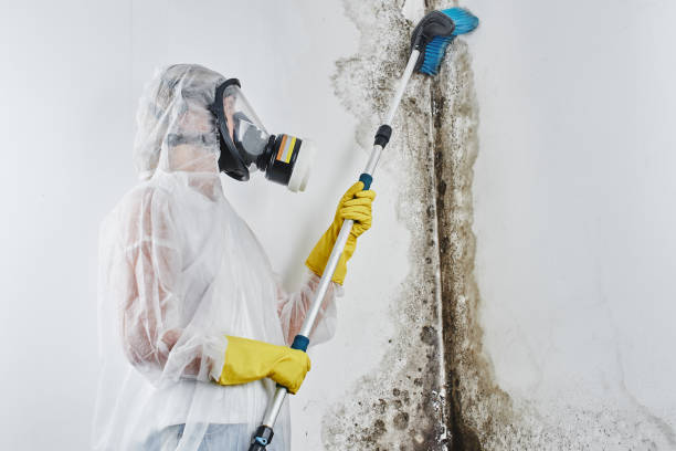 Best DIY Mold Remediation Support Services in Ashland, NJ