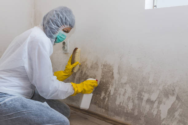 Best HVAC Mold Remediation in Ashland, NJ