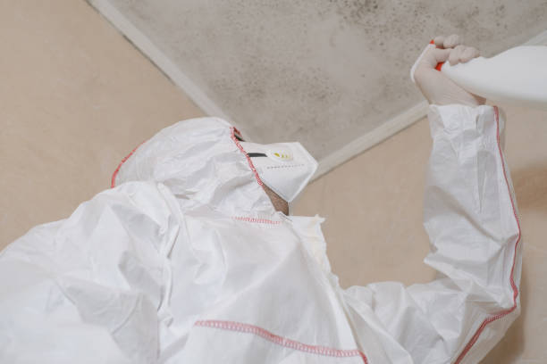 Best Black Mold Remediation in Ashland, NJ