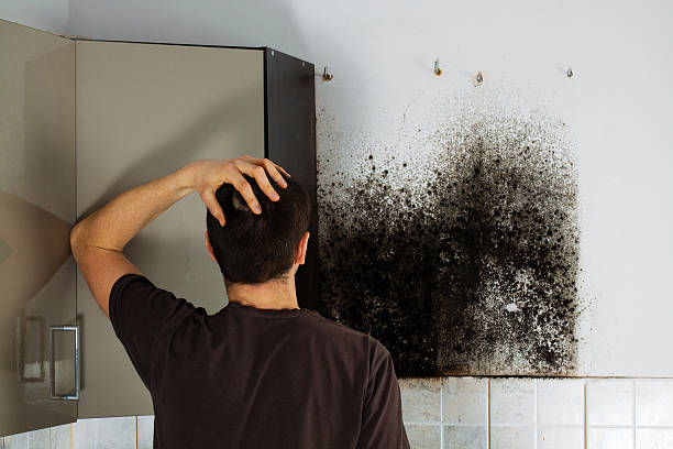 Best Residential Mold Remediation in Ashland, NJ