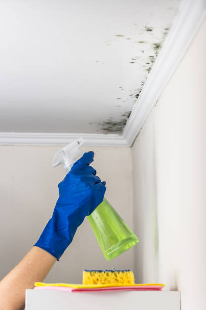 Best Post-Flood Mold Remediation in Ashland, NJ