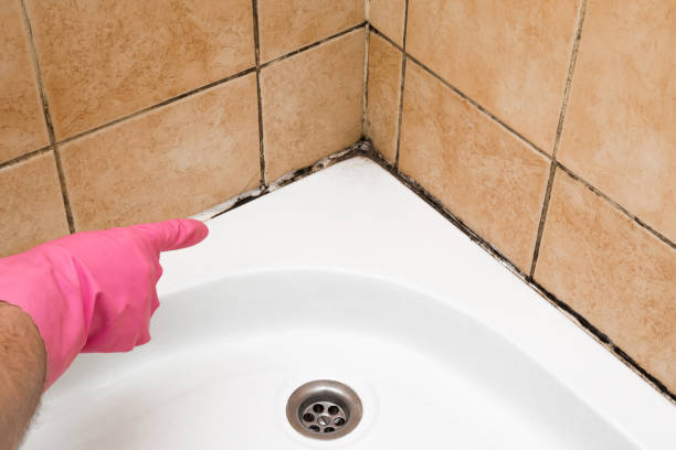 Reliable Ashland, NJ Mold Remediation Solutions